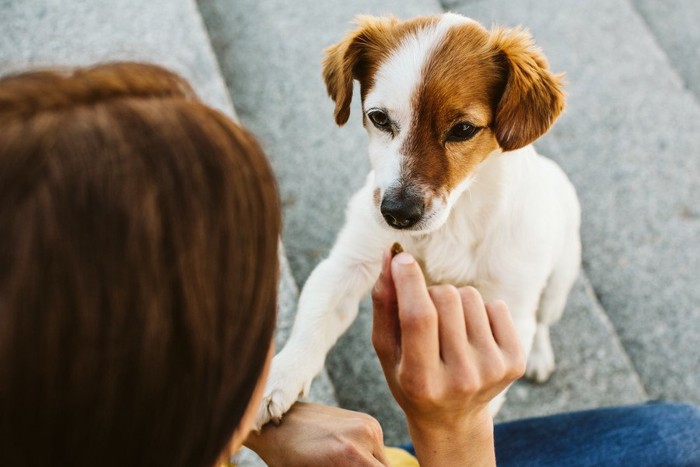 おやつをもらう犬