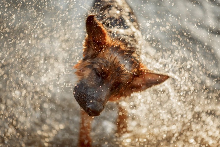 水飛沫をあげる犬