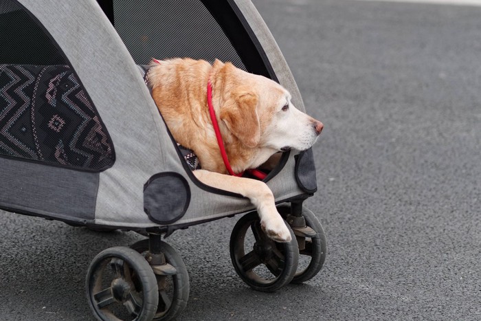 老犬、ペットカートでお散歩