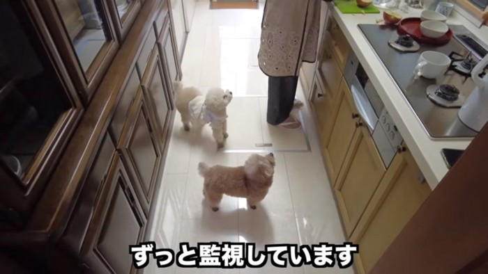 りんごを待つ2匹