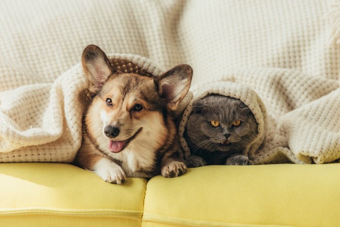 ソファーでくつろぐ犬と猫