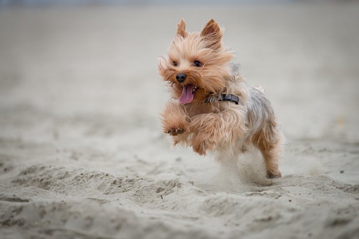 ダッシュで駆け寄ってくる犬