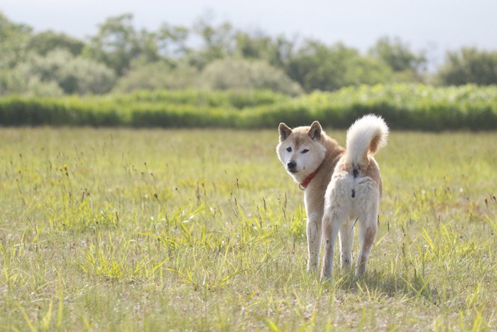 こちらを振り向いている犬