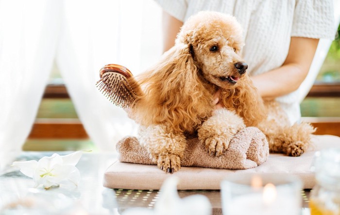 タオルの上に前足を置いてブラッシングをする犬