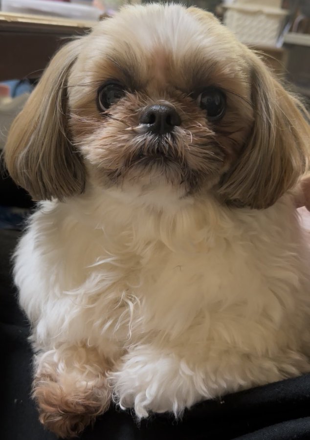 現在