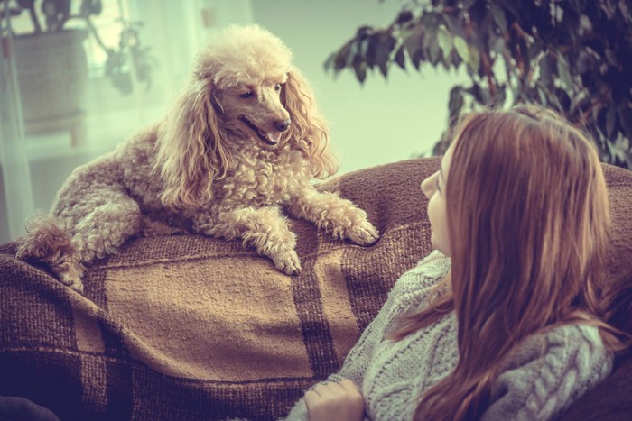 犬と女性