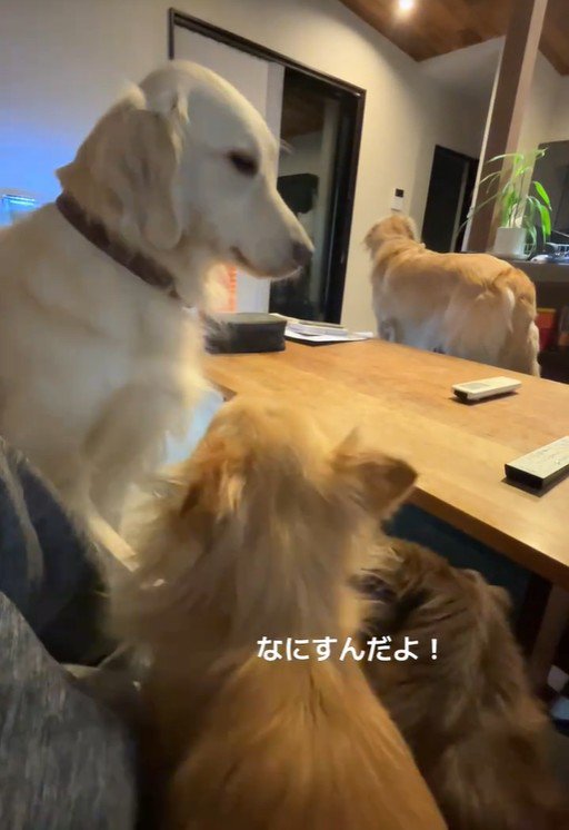 チワワ2匹とゴル2匹の日常2