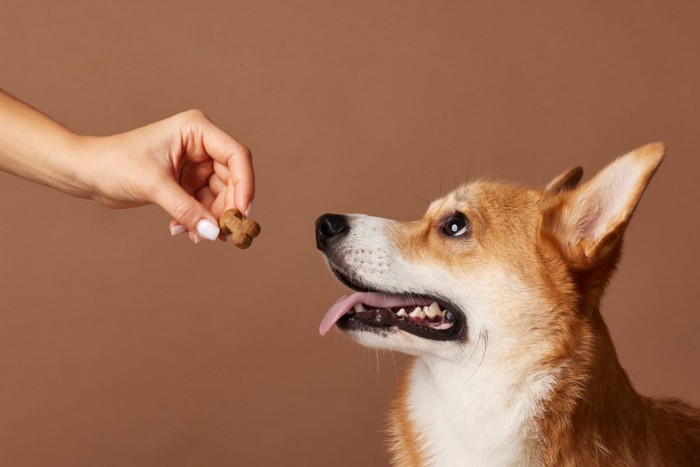 犬のおやつを見せる