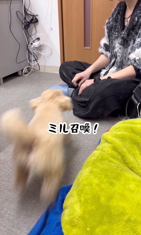 ミルちゃんが元シッターさんのもとへ