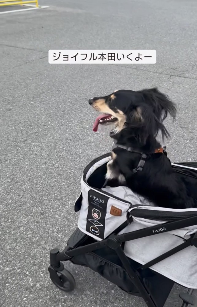 カートに乗る犬2