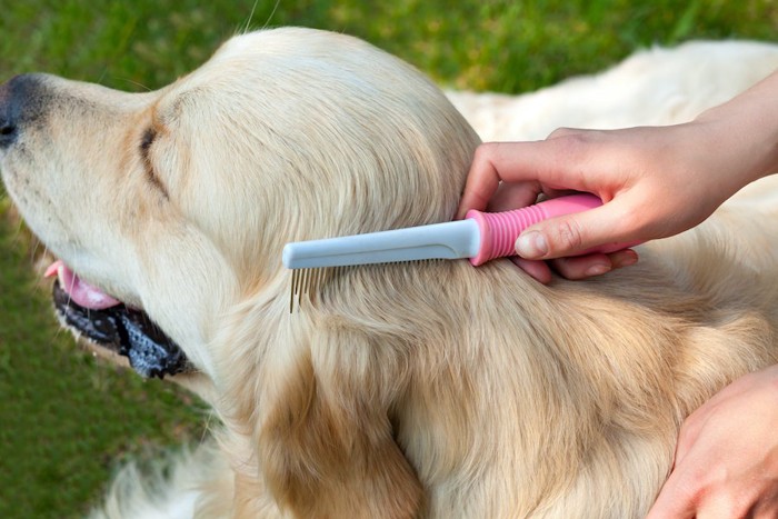 大人しく頭をブラッシングしてもらう犬