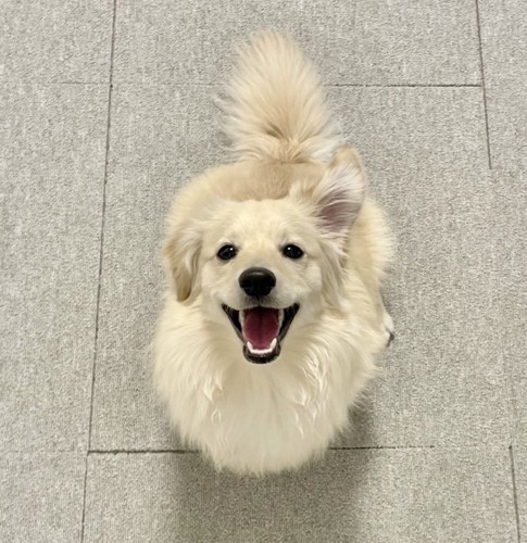 ポメックス
