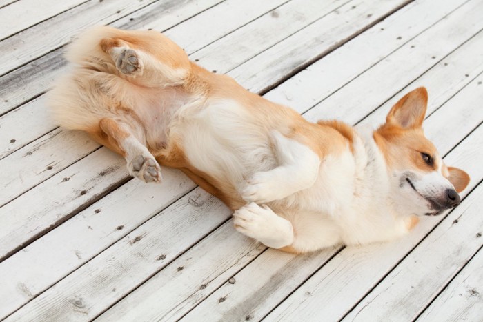 仰向けに寝る犬