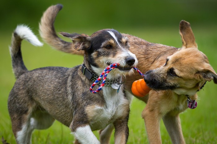 犬同士で遊ぶ