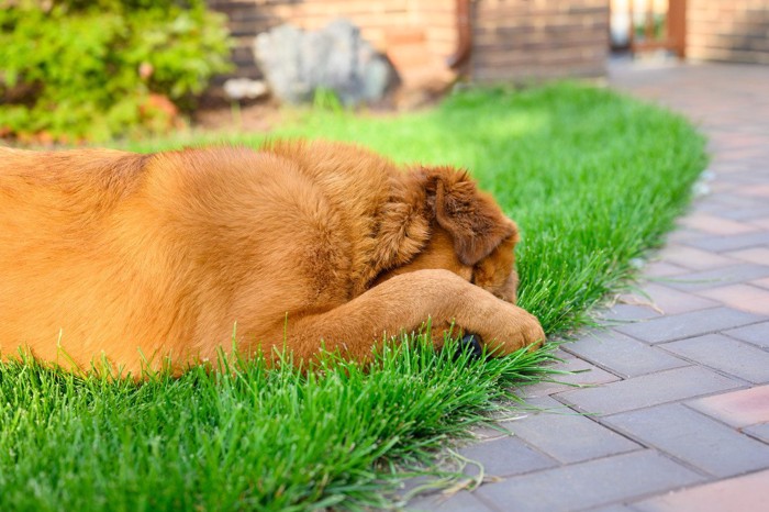 目を隠して熟睡する犬