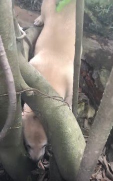 頭がはさまった犬・正面