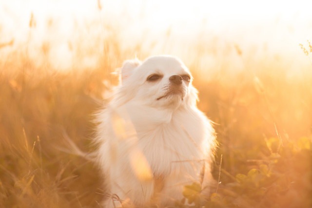 夕日に包まれている犬