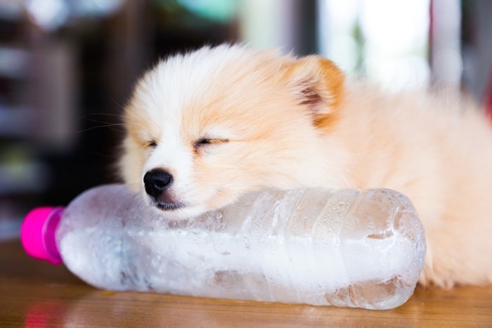 ペットボトルにアゴをのせる犬