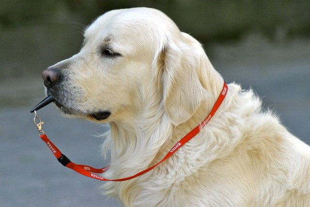 犬笛を咥えている犬