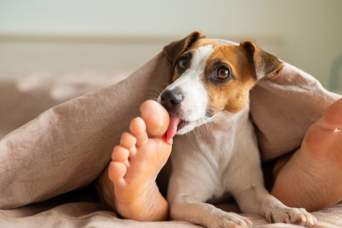 足裏を舐める犬