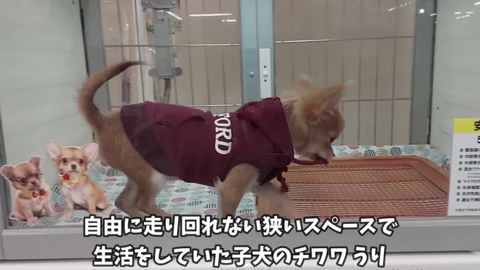 うりちゃんとの出会い