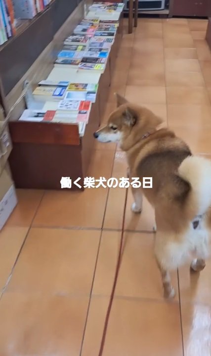 店内を歩き回るクムちゃん