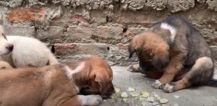 食べる子犬