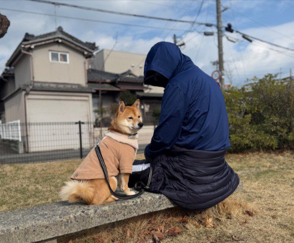 柴犬