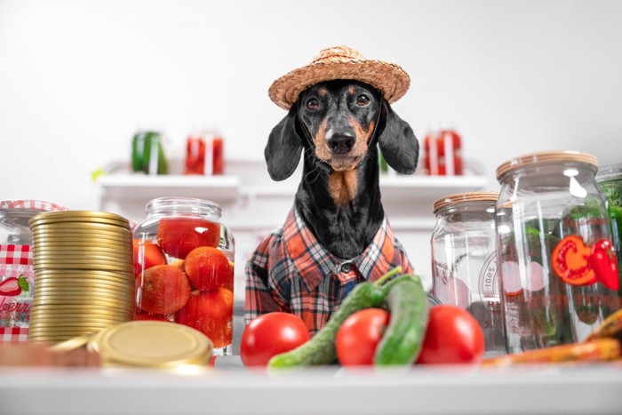 夏野菜と犬