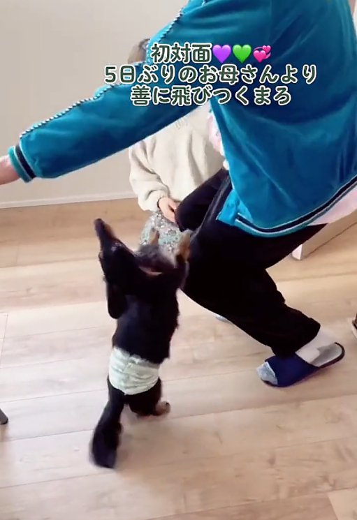 飛びつく犬