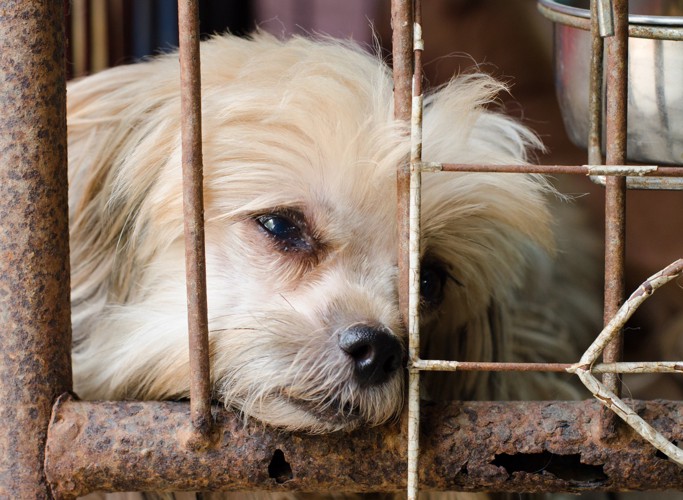 殺処分を待つ犬