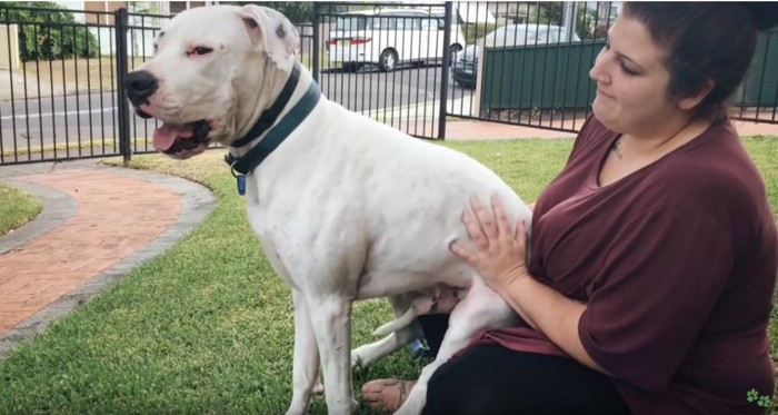 女性の膝に座る犬