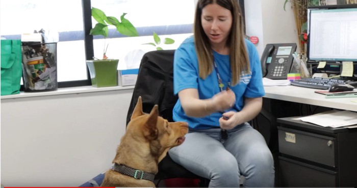 デスクの前の女性と座った犬