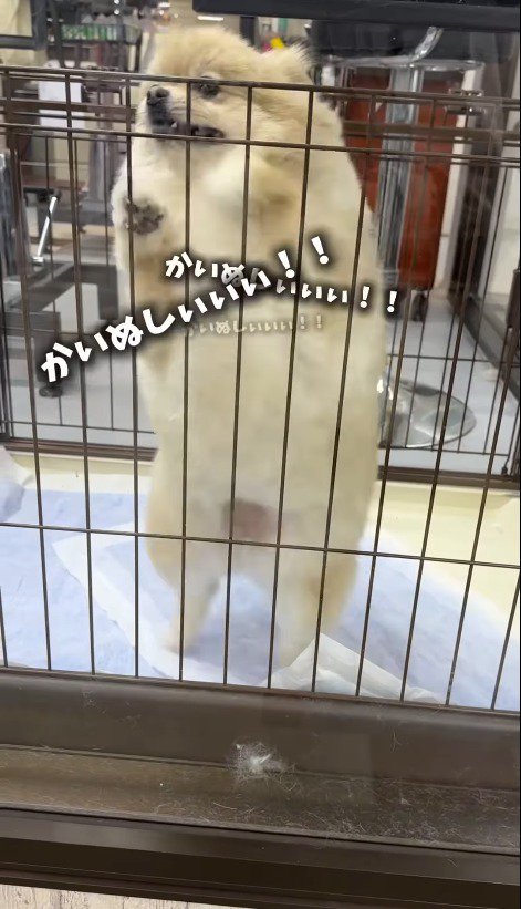 飼い主を見て立ち上がる犬