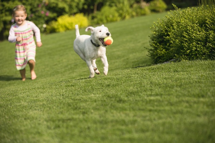 走る犬と子ども