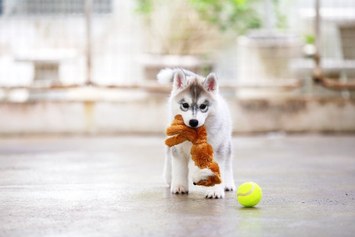 おもちゃをくわえる子犬