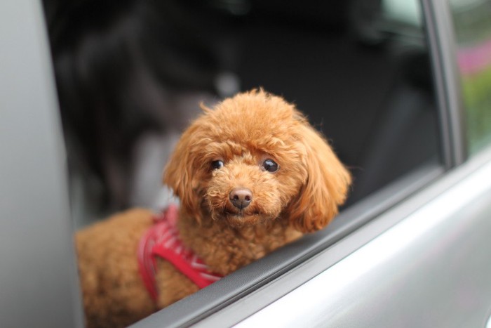 車にのっている犬