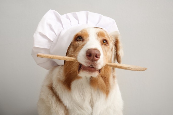 シェフ帽を被って調理道具をくわえている犬