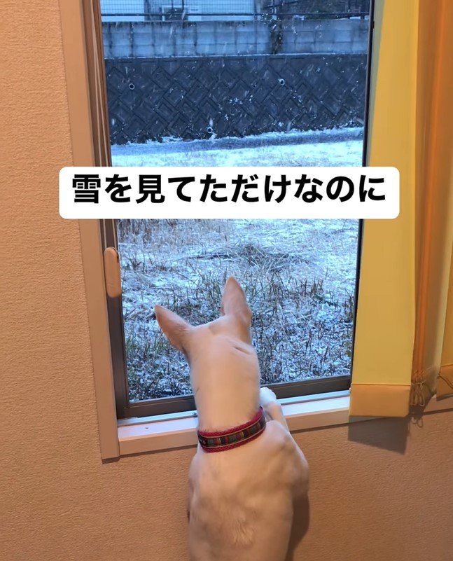 ハルちゃんが雪を見ていたら…8