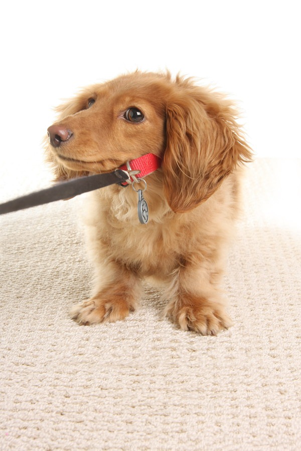 首を引っ張られる犬