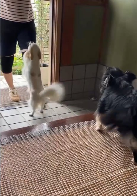 立つ白い犬と黒い犬
