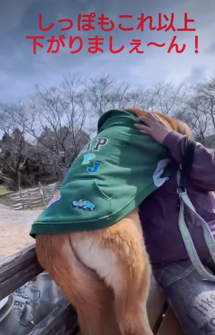 これ以上シッポを下げられない！