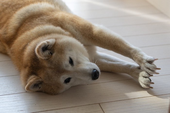 うーんと手と爪を伸ばす柴犬