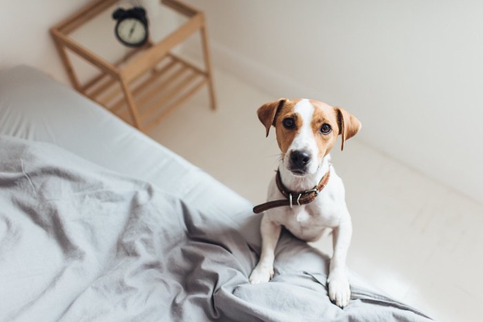 ベッドに手をおいて見上げている犬