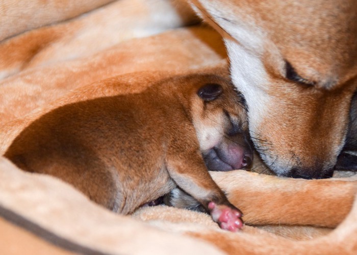 犬の親子