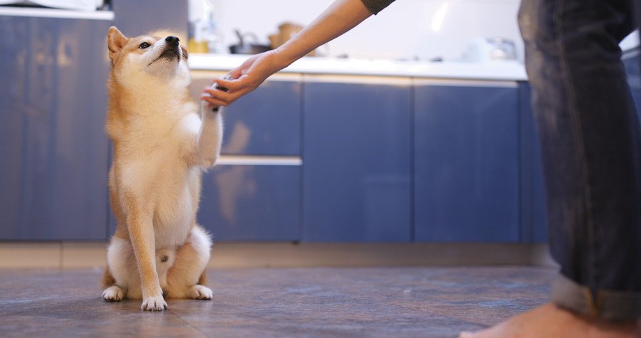 お手をしている犬