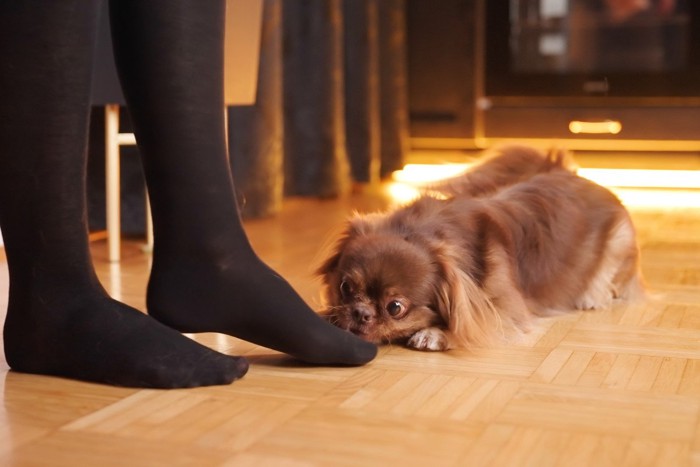 飼い主の足のニオイを嗅ぐ犬