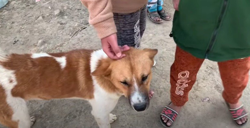 撫でられる野良犬