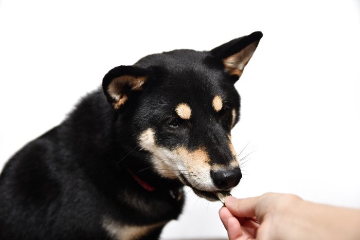 手から何か食べる犬