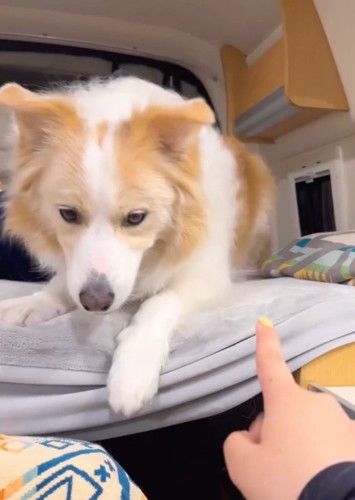 戻ってくる犬